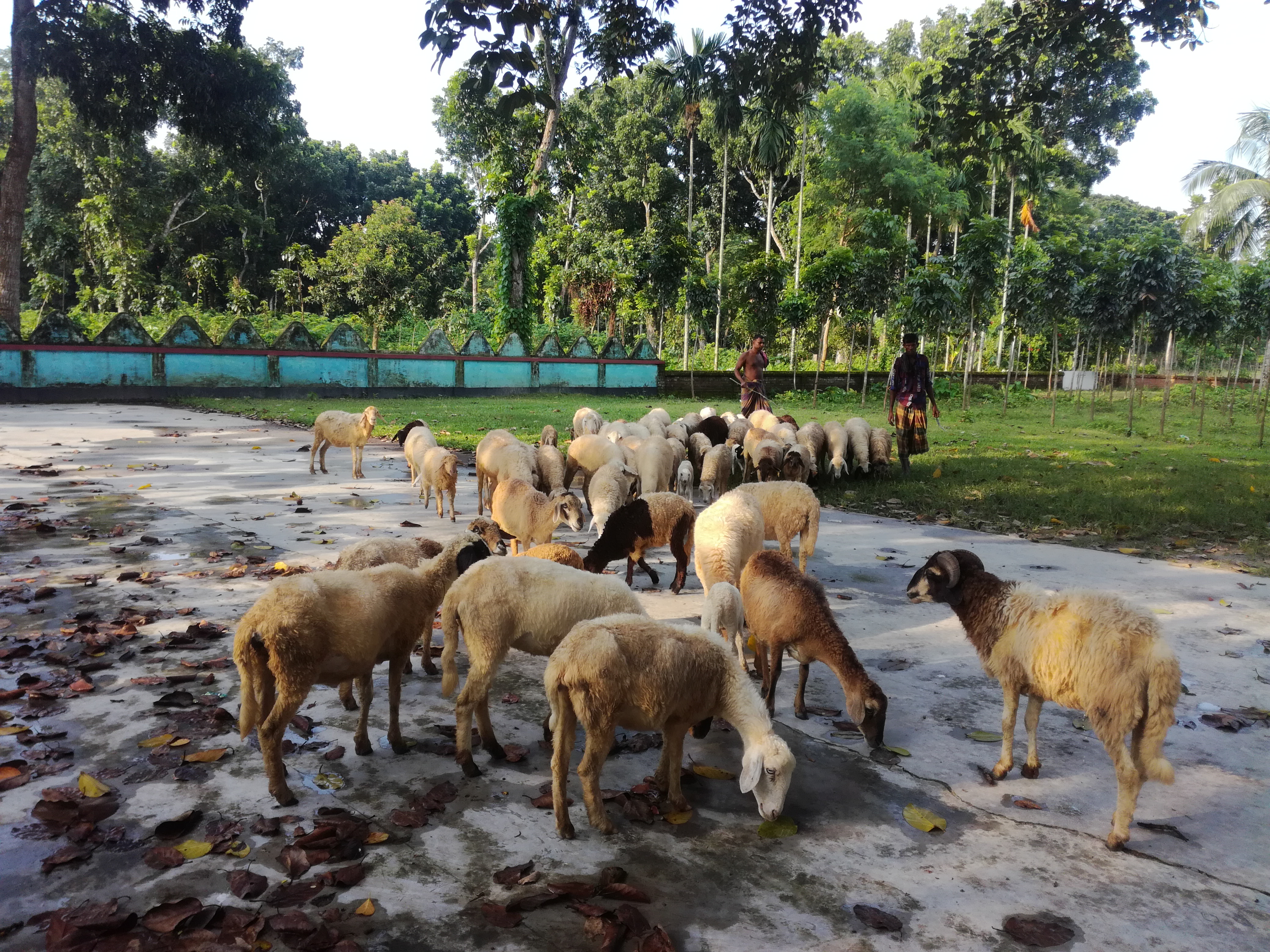 গাড়ল ভেড়া