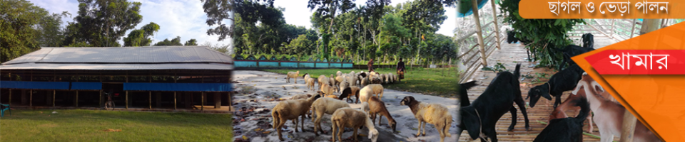 ছাগল পালন