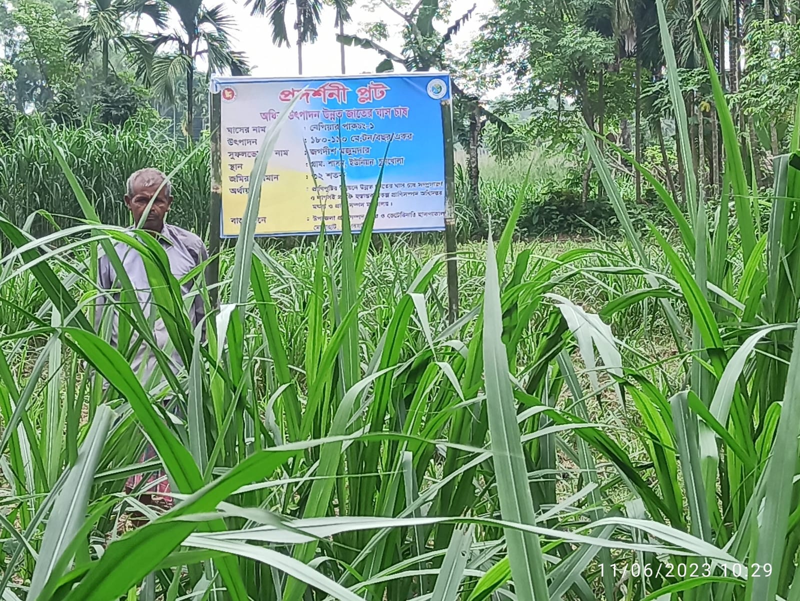 উন্নত জাতের ঘাস চাষ প্রদর্শনি প্লট