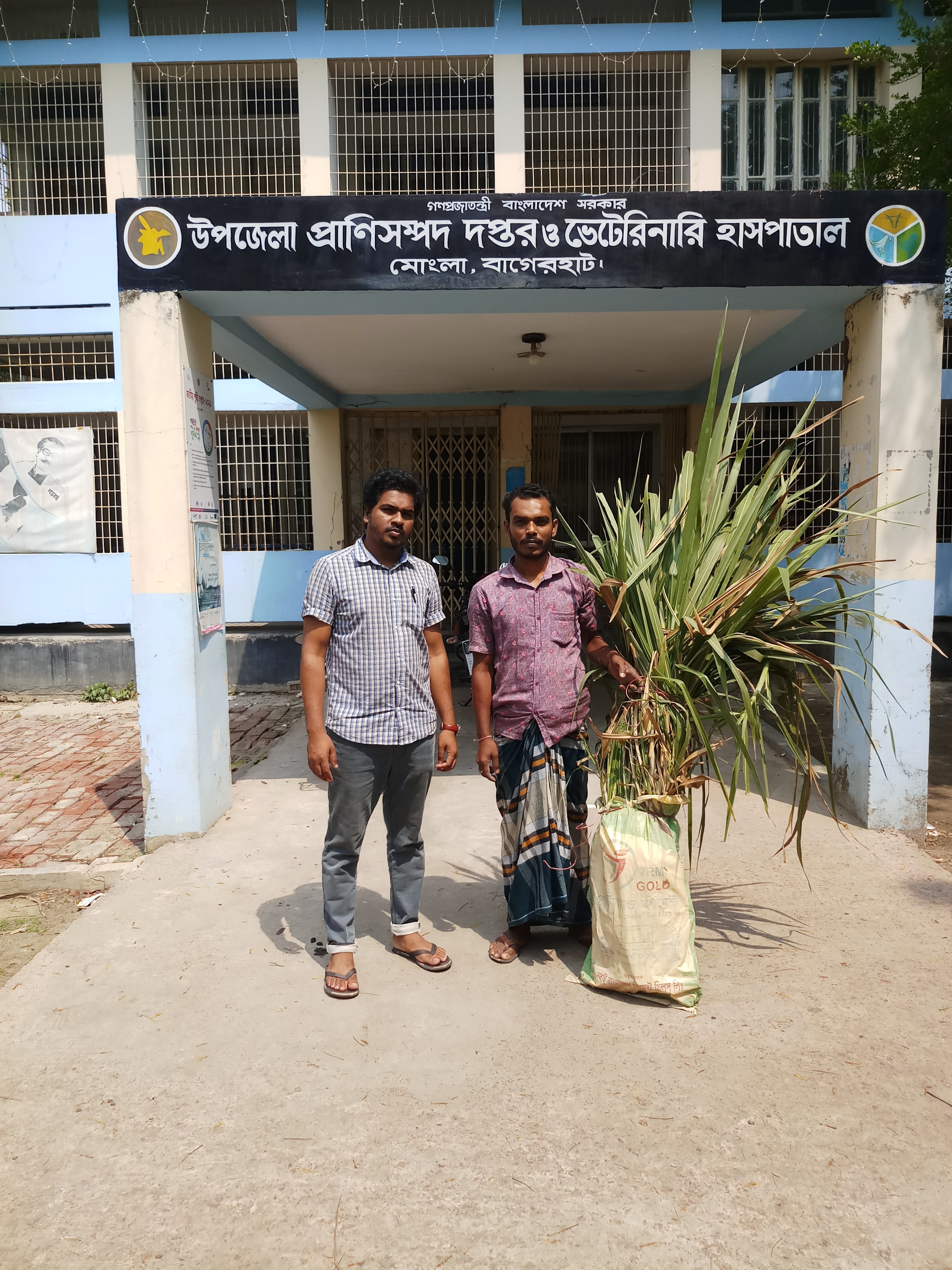 ঘাসের কাটিং বিতরণ 