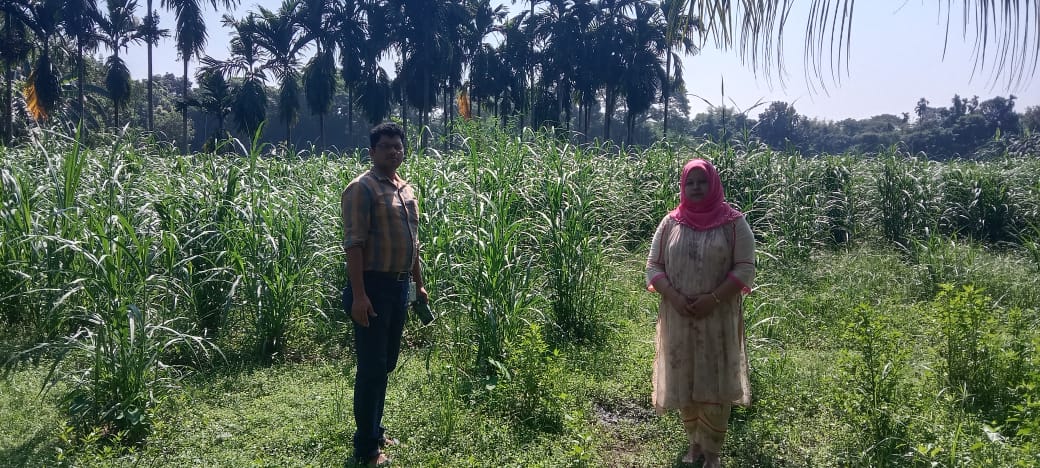 ঘাস চাষের প্লট পরির্দশন-২০২৪