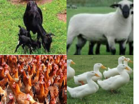 প্রাণি পালন ও প্রাথমিক স্বাস্থ্য ব্যবস্থাপনা