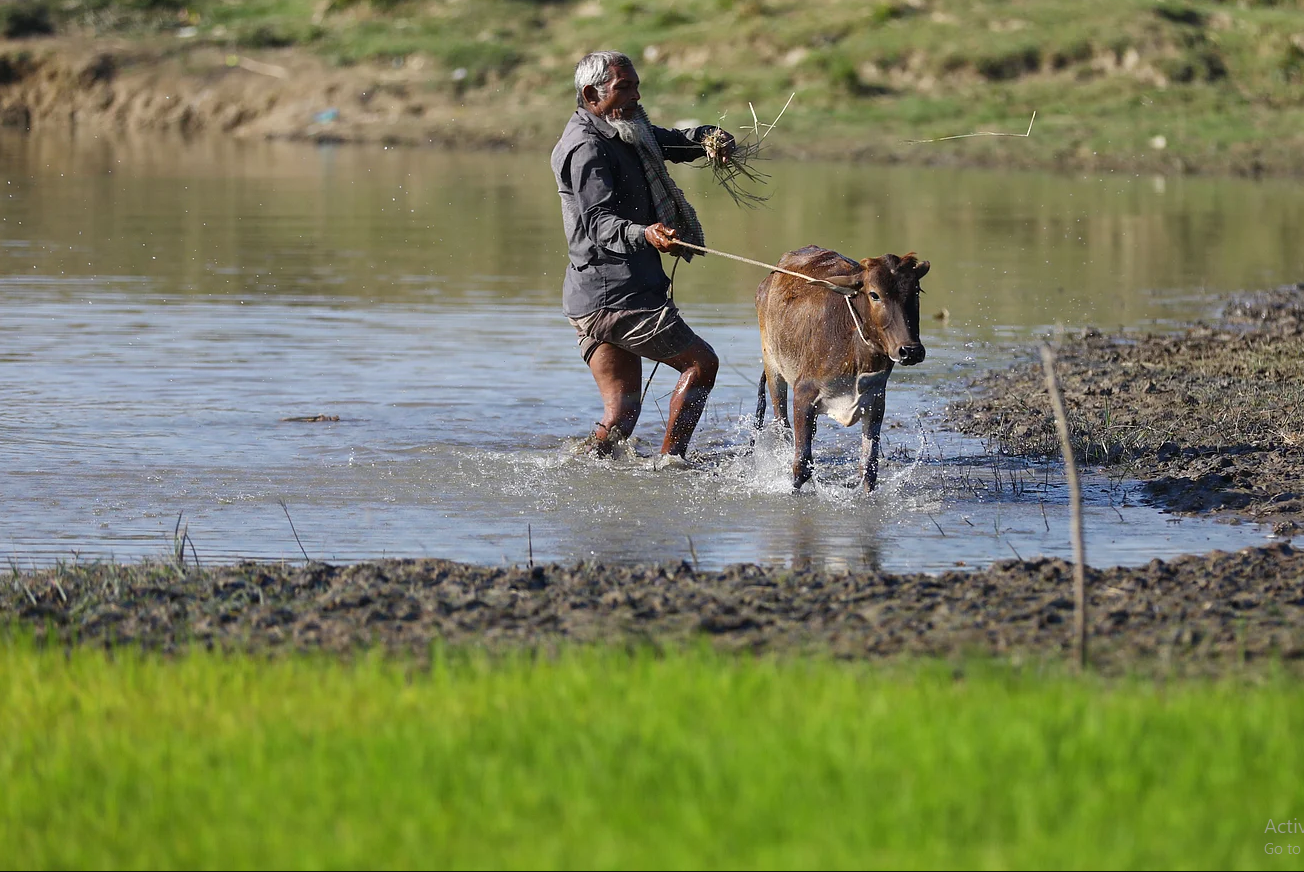 হাওরে গরু চড়ানো