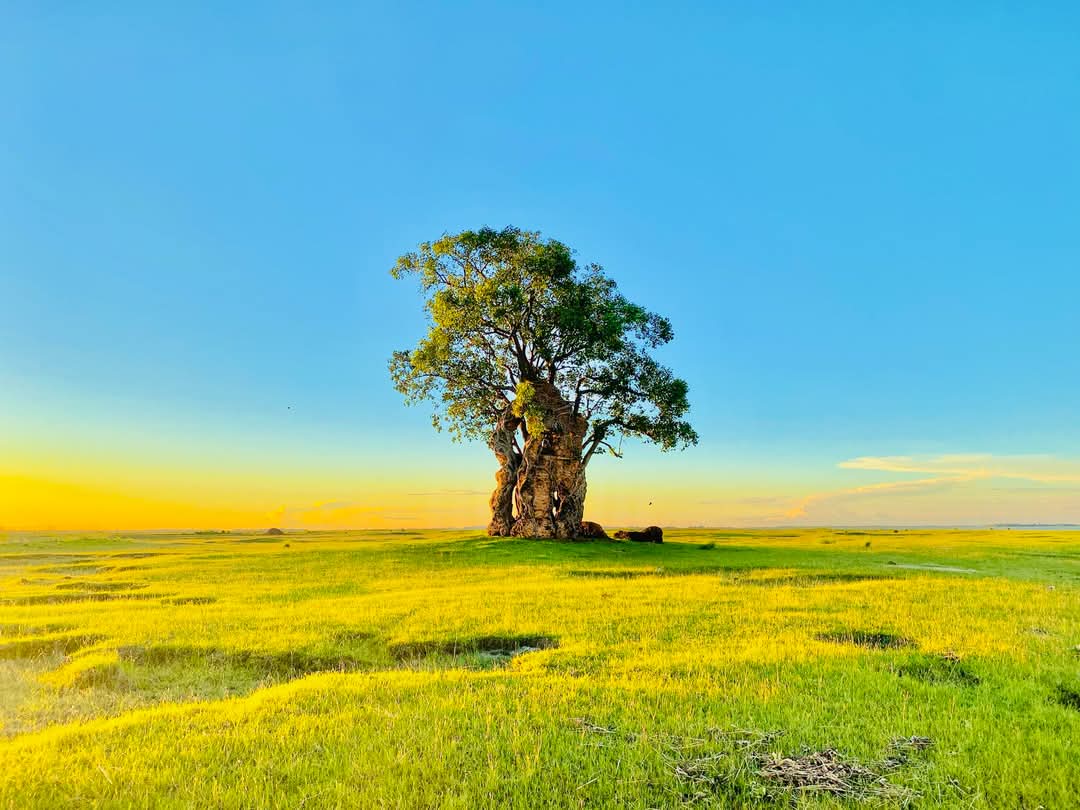 মেদির হাওর