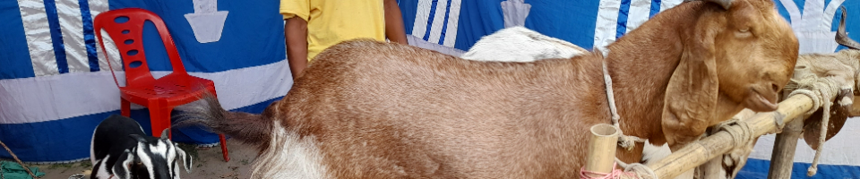 তোতাপুরি ছাগল