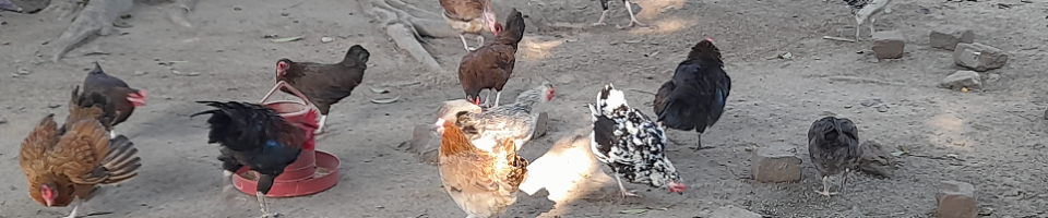দেশীয় পাখি