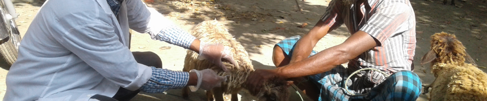 গবাদিপশুর টিকা প্রদান