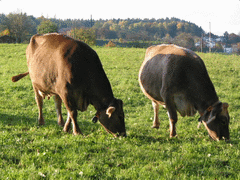 চলমান প্রকল্পসমূহ- ২