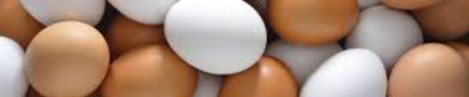 “প্রতিদিন একটি ডিম, পুষ্টিময় সারাদিন”