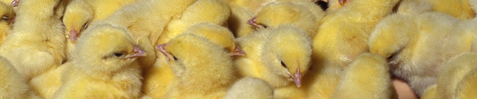 chicks