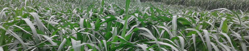 পাকচং ঘাস