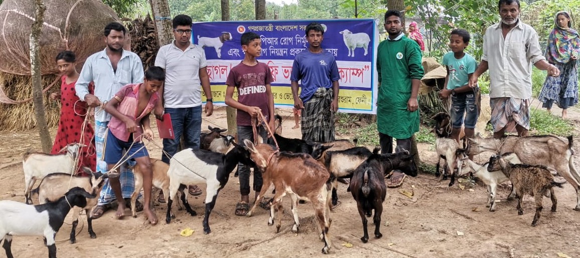 ছাগল ও ভেড়াকে বিনামূল্যে টিকা প্রদান