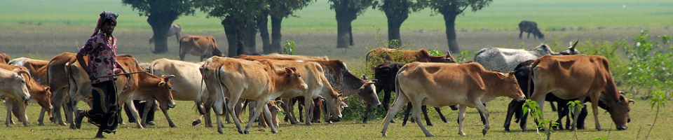 প্রাণিসম্পদ