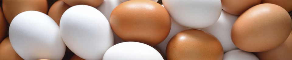 egg