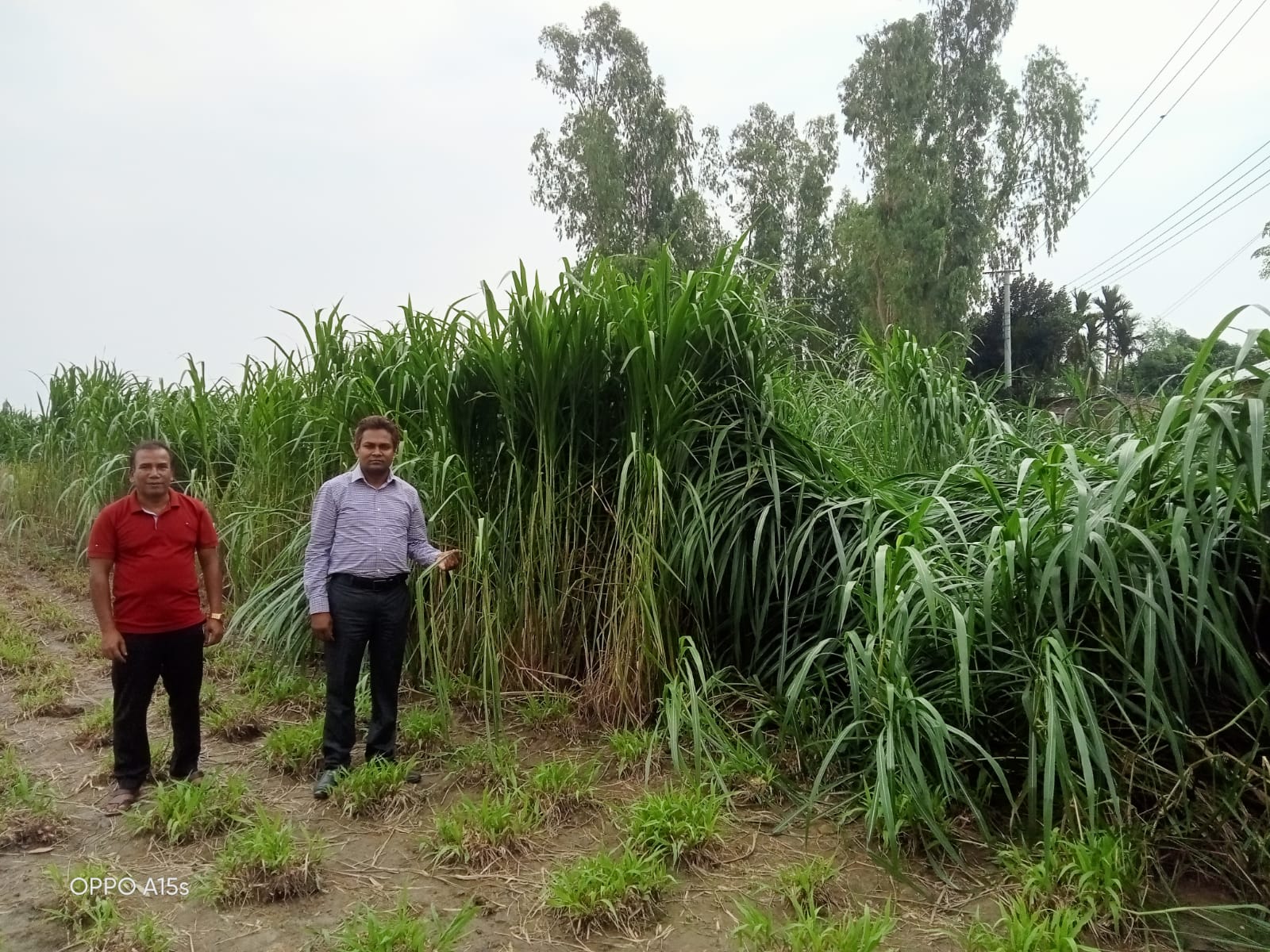 স্থির চিত্রে প্রাণিসম্পদ