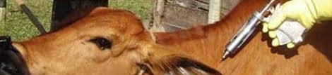 ভ্যাক্সিনেশন প্রোগ্রাম