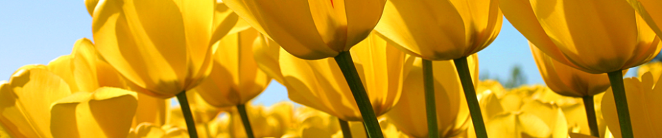 হাসপাতাল