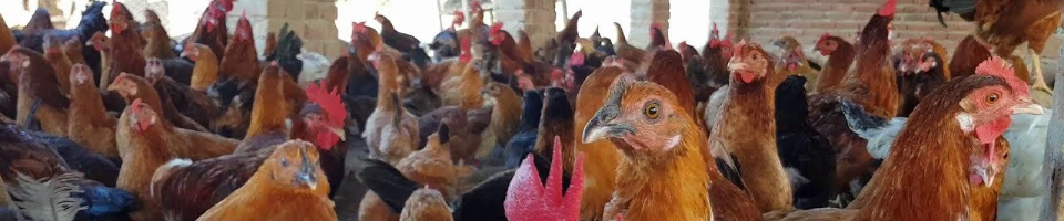 পোল্ট্রি