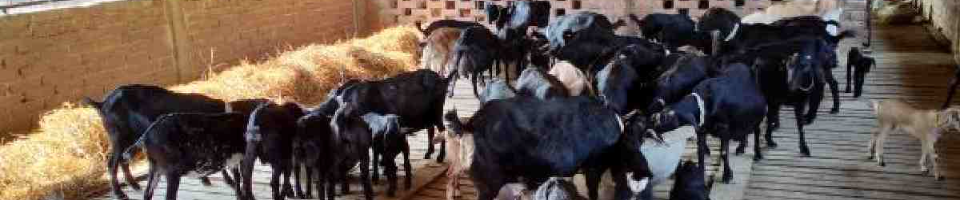 ছাগল পালন