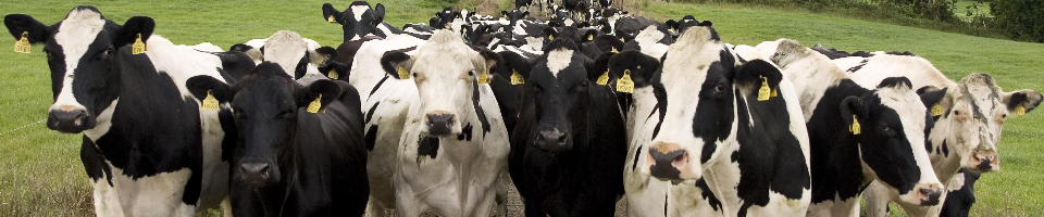 গরু পালন