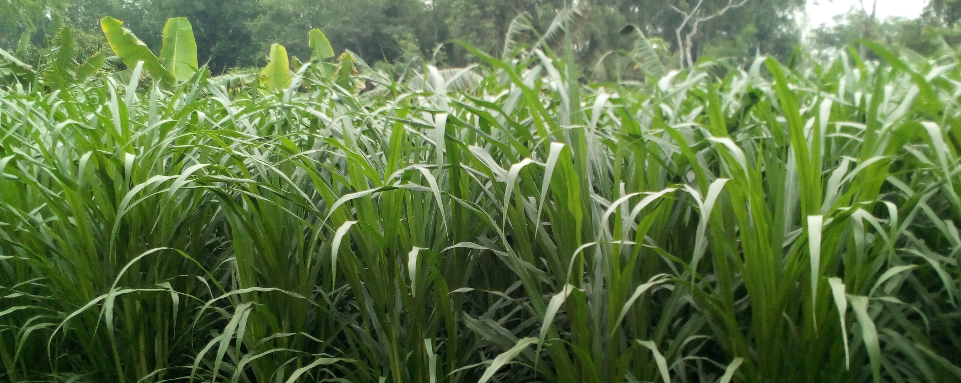 পাকচং ঘাস