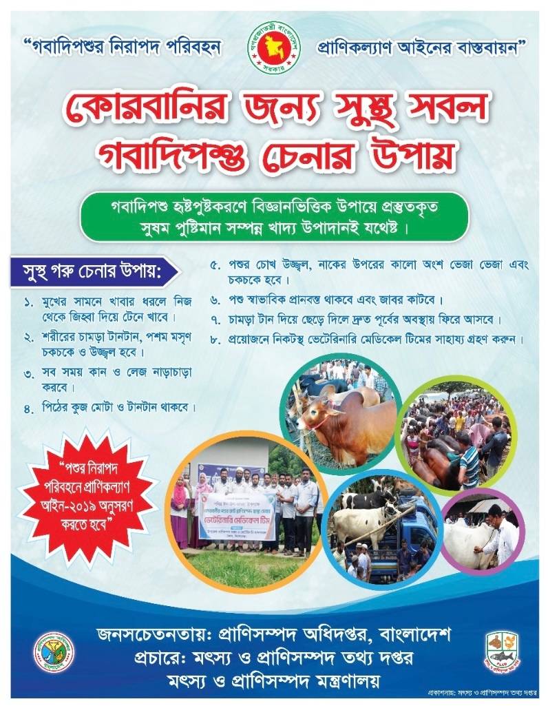 কোরবানির সুস্থ প্রাণি চেনার উপায়