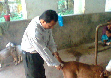 গরুর বাছুরের চিকিৎসা সেবাদান