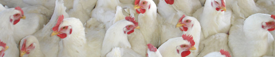 পোল্ট্রি