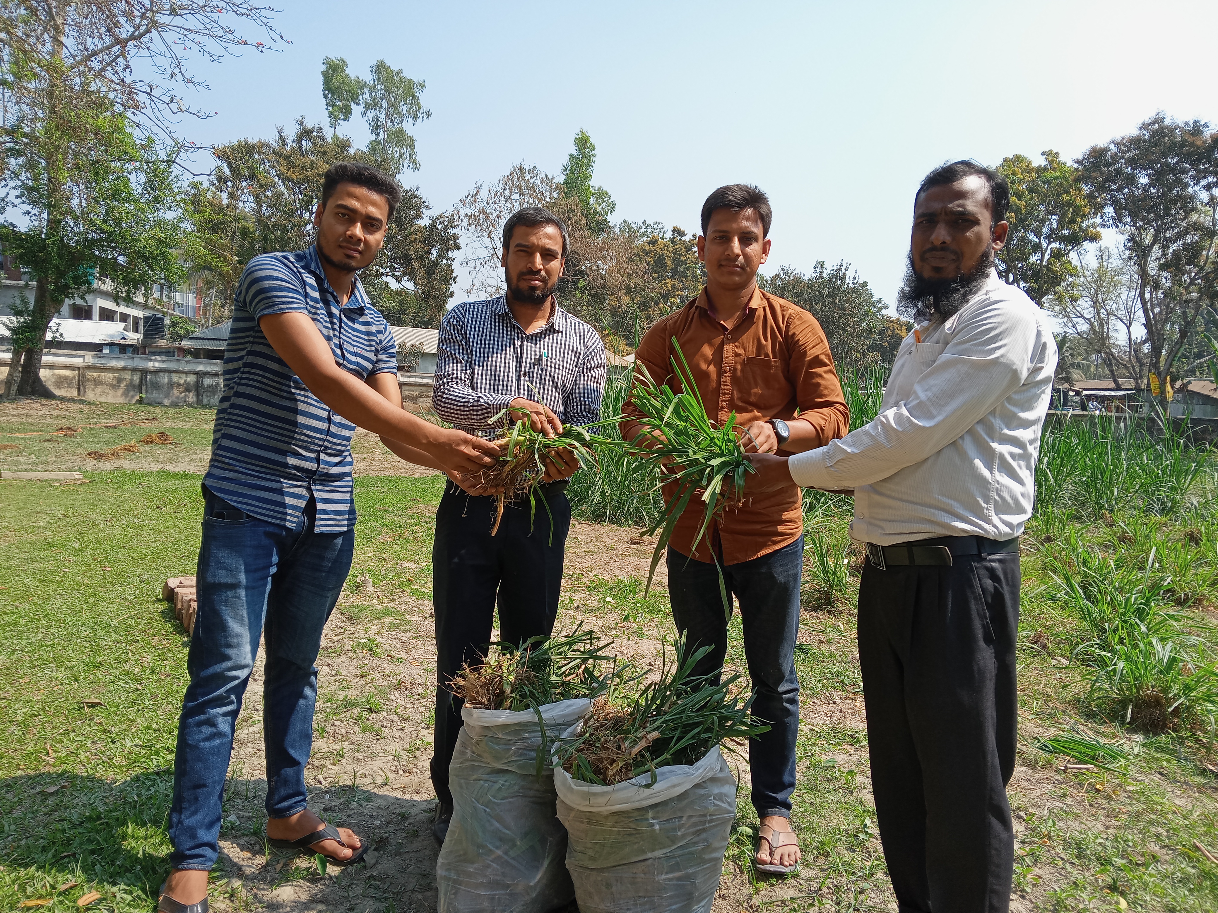 উন্নত জাতের ঘাসের কাটিং বিতরণ
