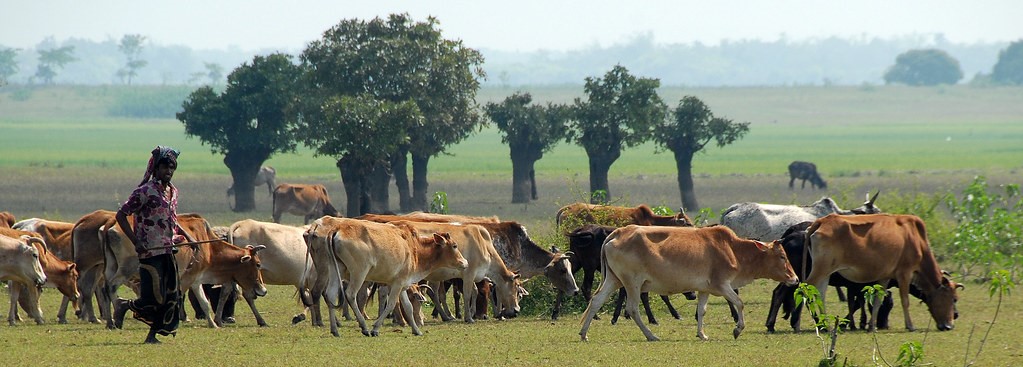 প্রাণিসম্পদ