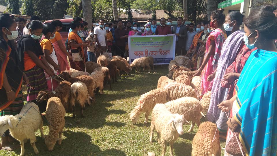 ভেড়া পালন