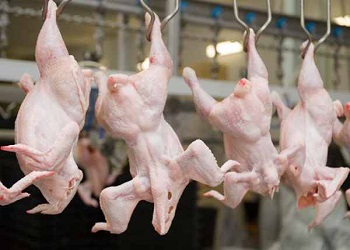 মুরগি প্রসেস