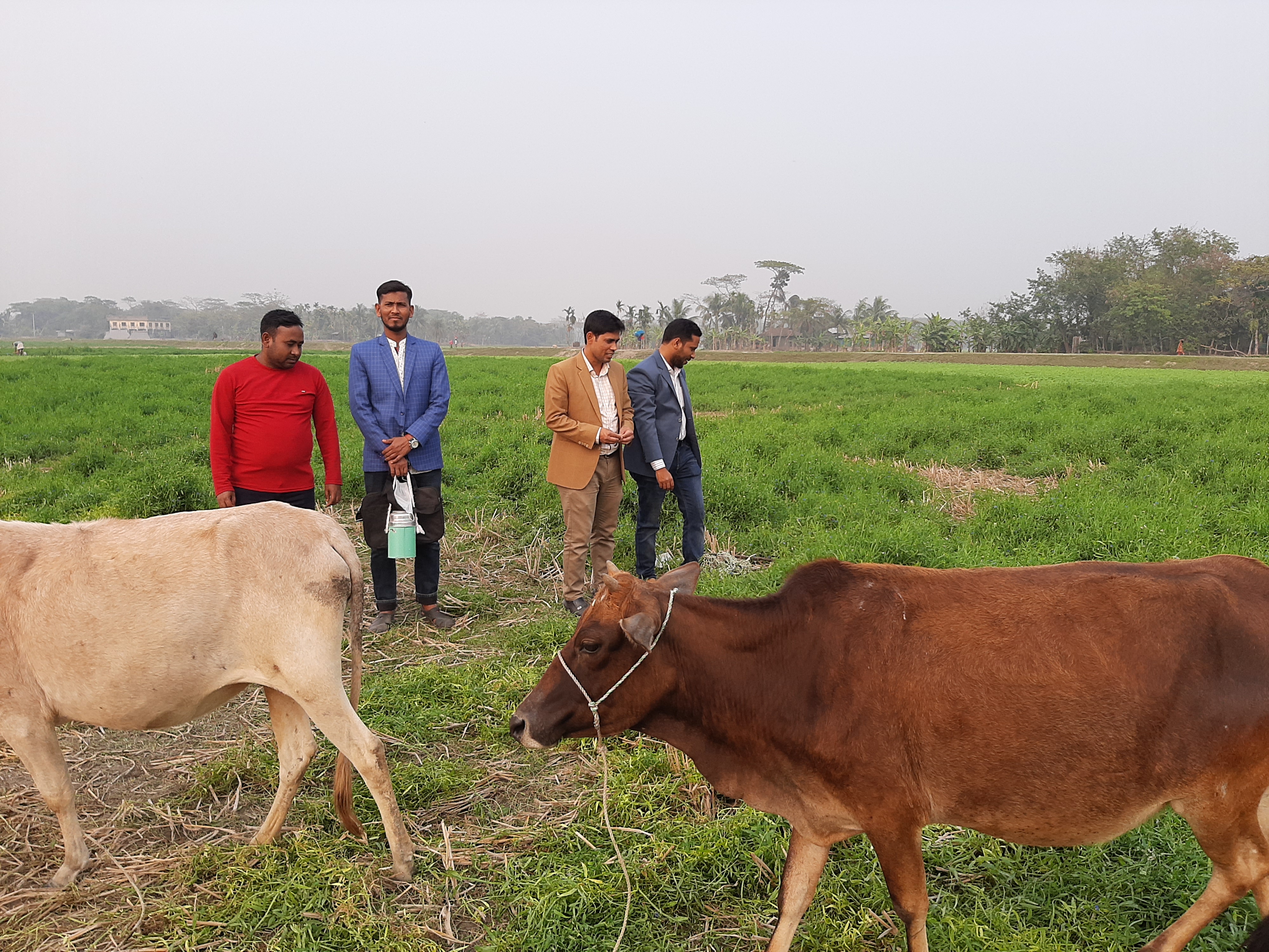 মৌসুমি ঘাস