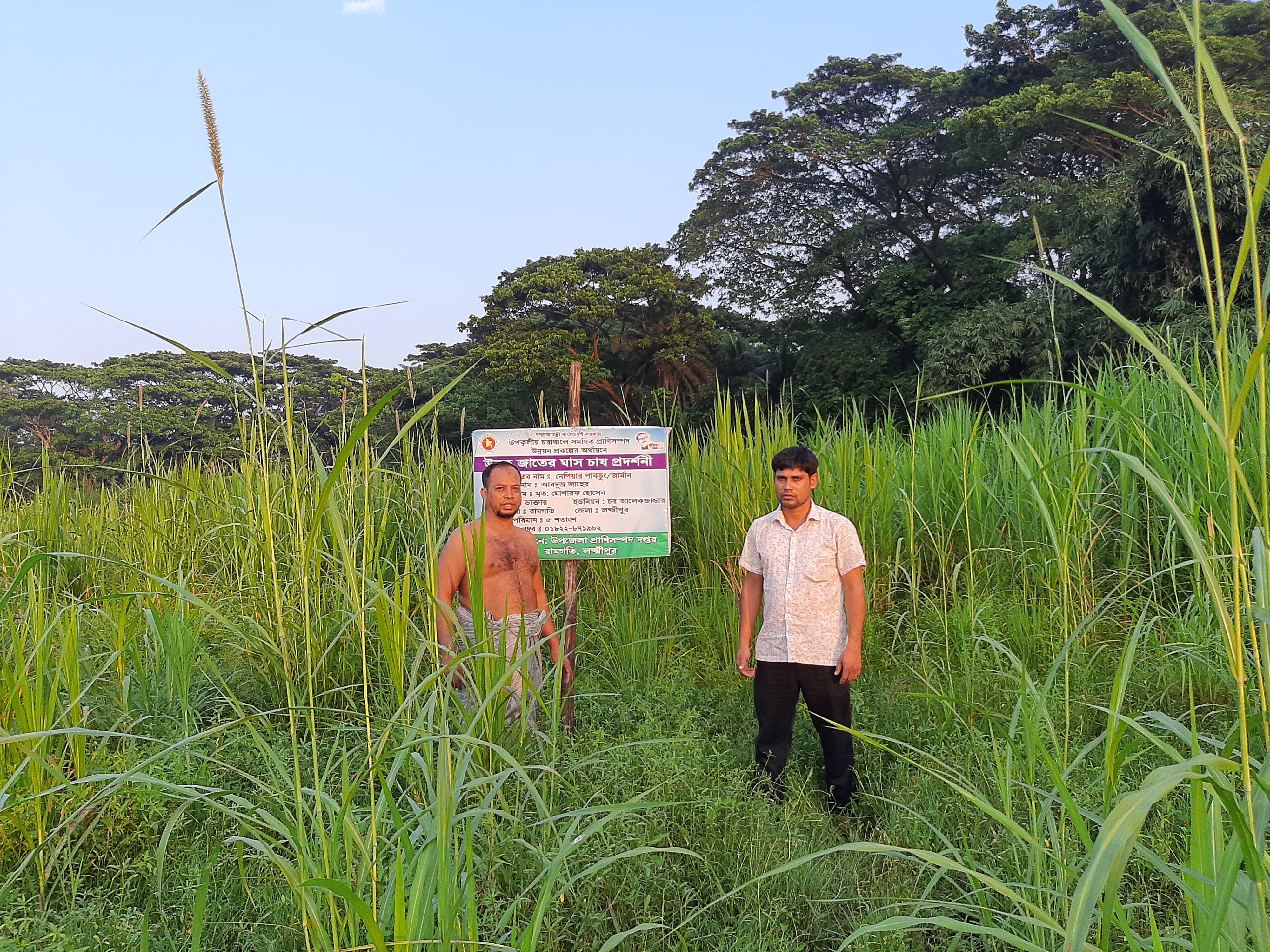 ঘাস চাস সম্প্রসারণ