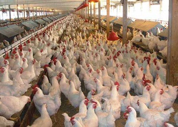 মুরগি খামার