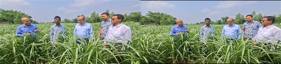 ঘাস চাষ পরিদর্শন