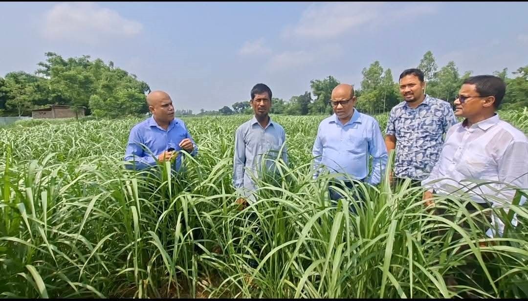 ঘাস চাষ পরিদর্শন