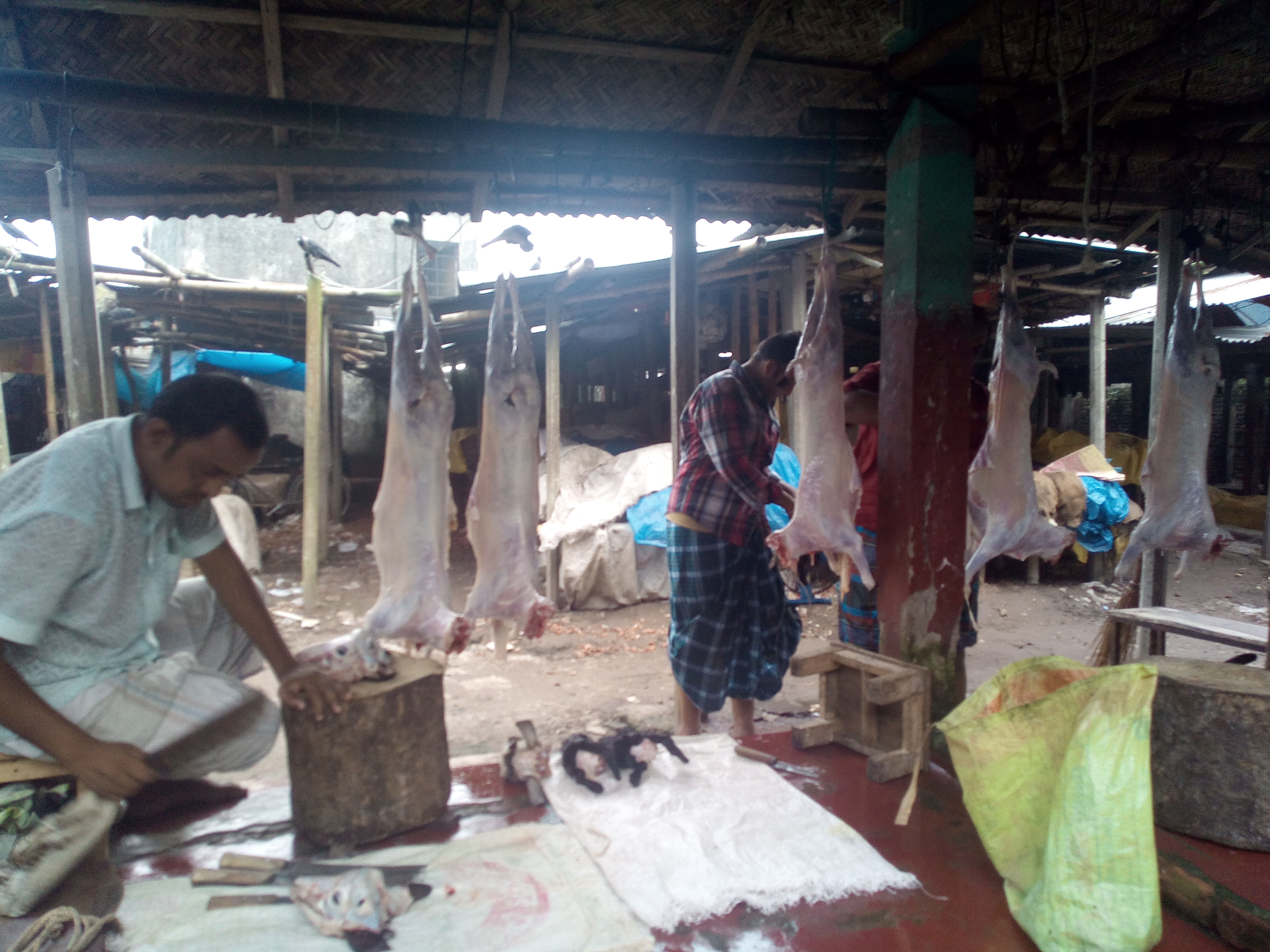 উপজেলা প্রাণিসম্পদ দপ্তরের চলমান কার্যক্রম