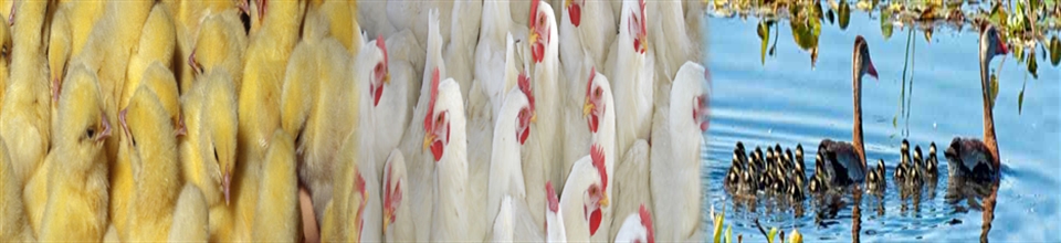 মুরগির বাচ্চা ও হাঁস