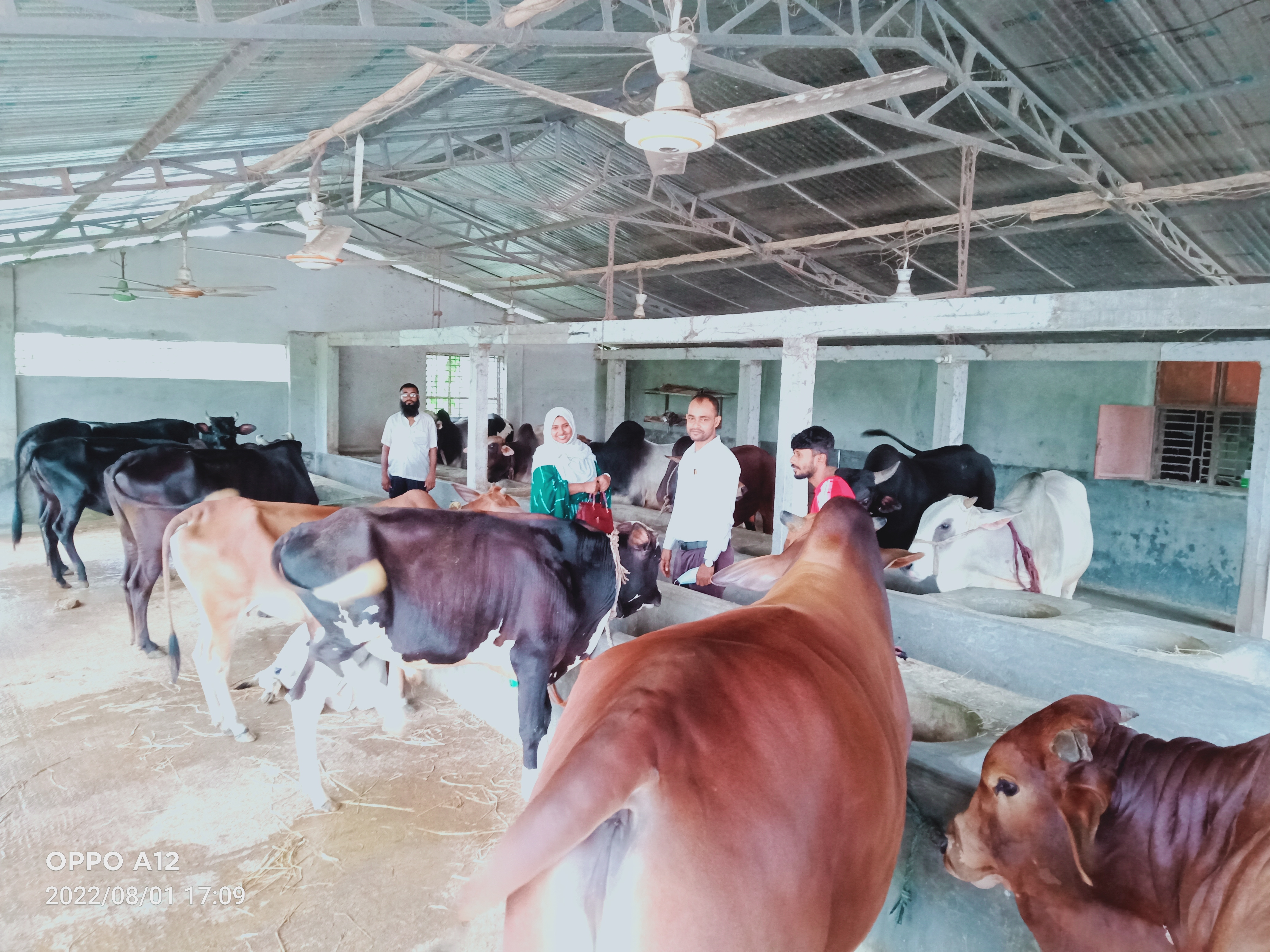 খামার পরিদর্শন,পরামর্শ ও চিকিৎসা সেবা প্রদান,ঘাস চাষ পরিদর্শন ।