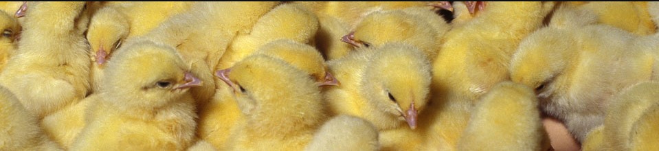 মুরগী বাচ্চা