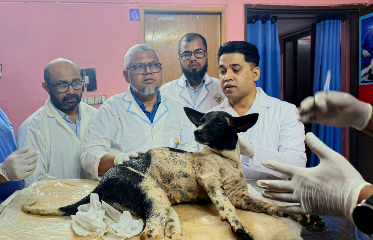 রাস্তার কুকুরের চিকিৎসা