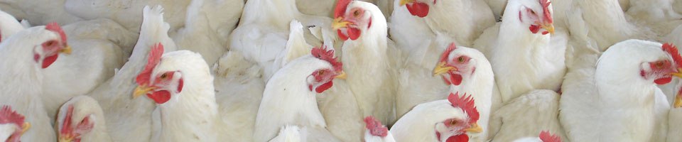 পোল্ট্রি