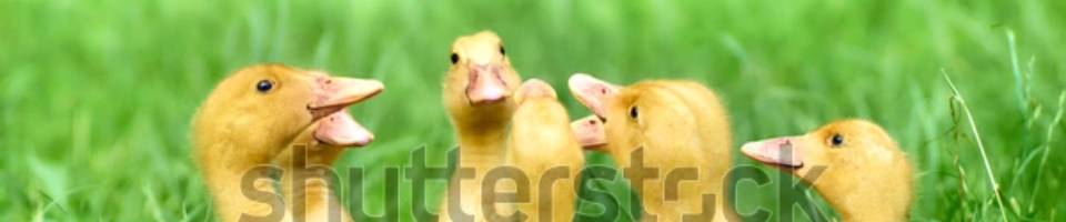 হাসের বাচ্চা