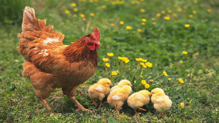 মুরগীর বাচ্চা