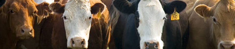 গবাদিপশু