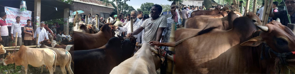 ভেটেরিনারি মেডিকেল টিম