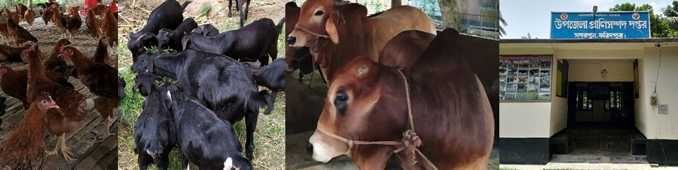 উপজেলা প্রাণিসম্পদ দপ্তর , সদরপুর