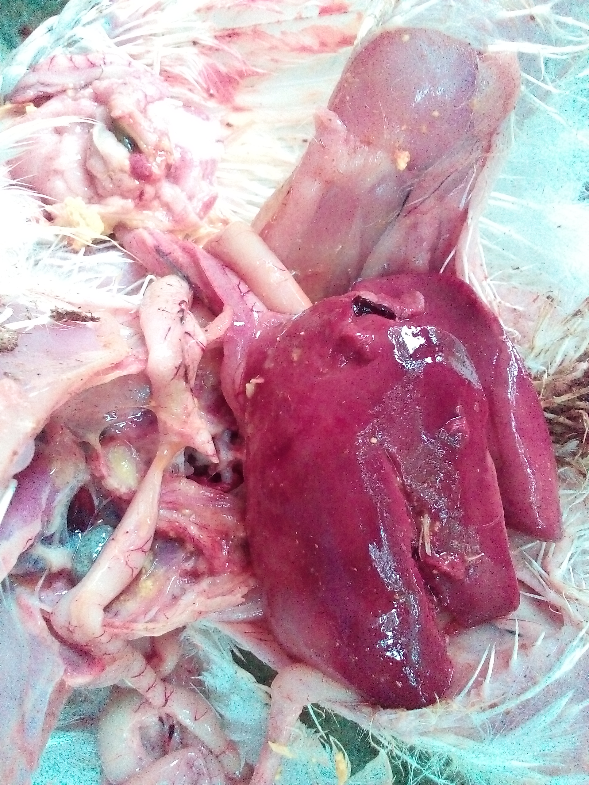 ময়না তদন্ত