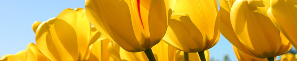 জাতীয় তথ্য বাতায়ন প্রশিক্ষন ২০২১